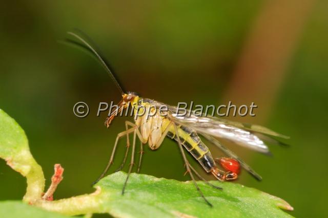 panorpa vulgaris 2.JPG - Panorpa vulgarisPanorpe vulgaireScorpionflyMecoptera, PanorpidaeFrance